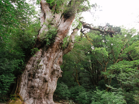 往復10時間以上の道のりでも行きたい！樹齢7000年とも言われる屋久島のシンボル「縄文杉」