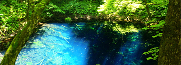 世界遺産　白神山地