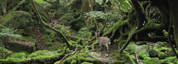 世界遺産　屋久島