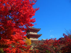 京都　紅葉の清水寺