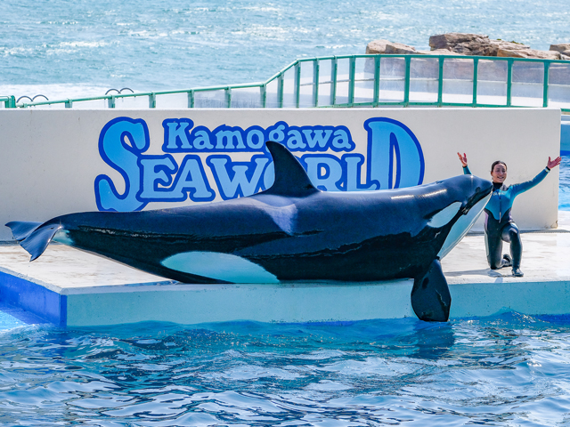 鹿児島発 千葉 ディズニーツアー 関東旅行の格安おすすめプラン オリオンツアー