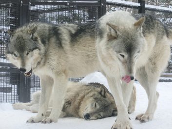 円山動物園