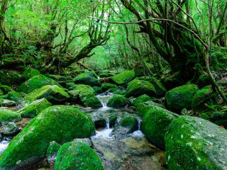 屋久島