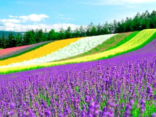 名古屋発 富良野 美瑛ツアー 富良野 美瑛旅行 北海道旅行の格安おすすめプラン オリオンツアー 名古屋発 富良野 美瑛ツアー 富良野 美瑛旅行 北海道旅行の格安おすすめプラン オリオンツアー