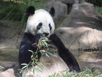 上野動物園