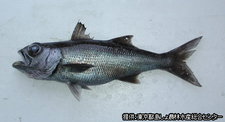 釣りを楽しむ 船で行く 伊豆七島ツアーならオリオンツアー