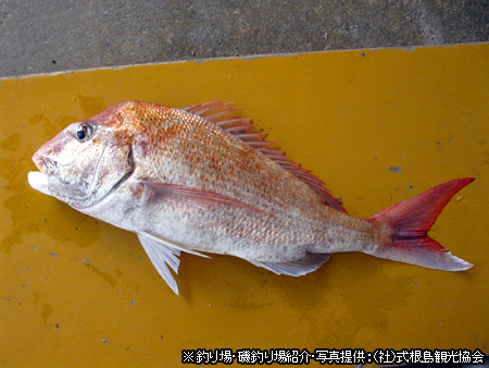 釣りを楽しむ 船で行く 伊豆七島ツアーならオリオンツアー