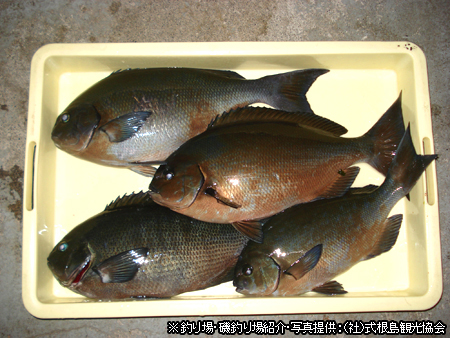 のんびり海釣り体験