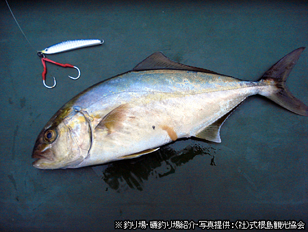 釣りを楽しむ 船で行く 伊豆七島ツアーならオリオンツアー