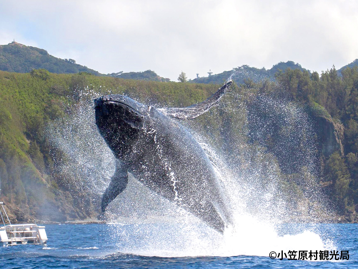 クジラをウォッチング | 船で行く！伊豆諸島・小笠原諸島ツアー