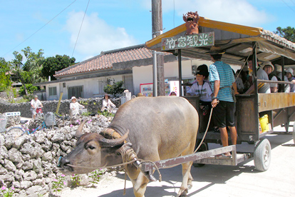 竹富島・水牛車