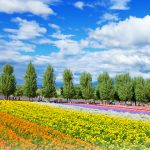 絶景の富良野・美瑛をめぐる！ここだけは絶対行っておきたい！夏の北海道 王道の観光スポット1泊2日モデルコース