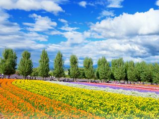 絶景の富良野・美瑛をめぐる！ここだけは絶対行っておきたい！夏の北海道 王道の観光スポット1泊2日モデルコース