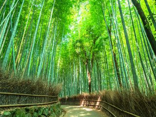 京都のおすすめ旅行プラン・モデルコース