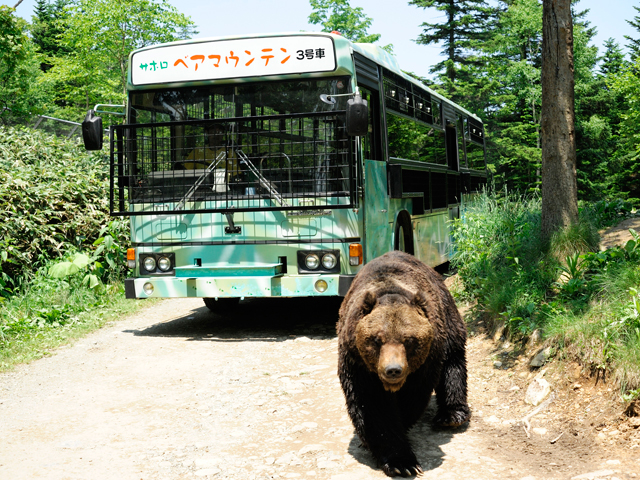 のぼりべつクマ牧場