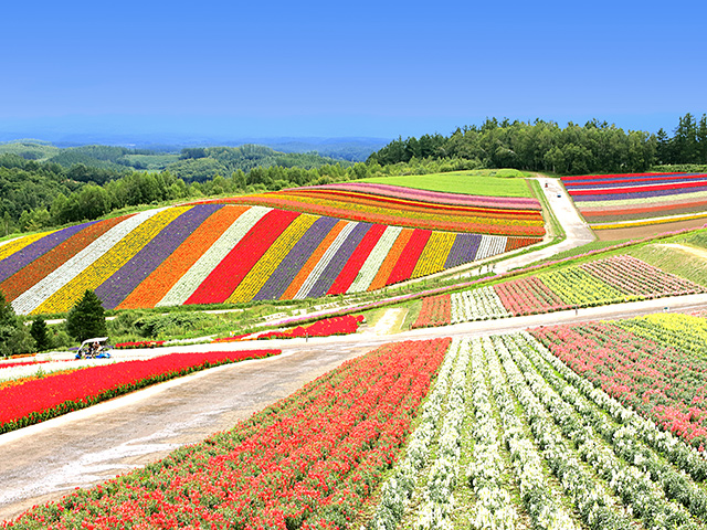 展望花畑 四季彩（しきさい）の丘