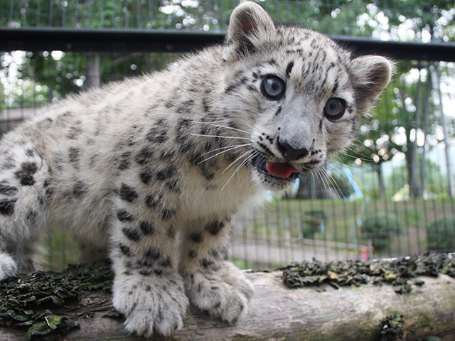 札幌市円山動物園