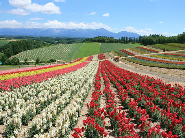 展望花畑 四季彩（しきさい）の丘