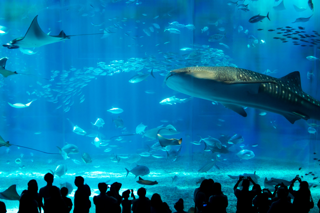 沖縄美ら海水族館