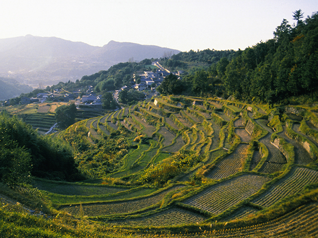 中山千枚田