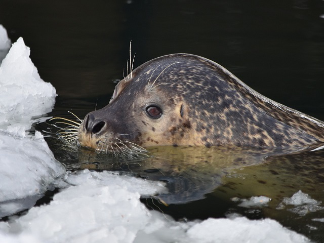 あざらし館