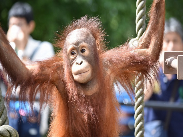 オランウータン舎