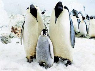 半日でアドベンチャーワールドを大満喫！おすすめモデルコース