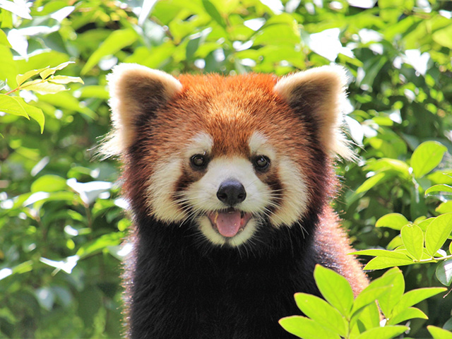 ファミリー広場