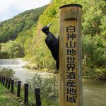 癒しの森『世界遺産 白神山地』弘前から気軽に行けるトレッキング！日帰りモデルコース