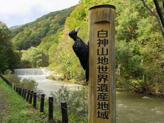 癒しの森『世界遺産 白神山地』弘前から気軽に行けるトレッキング！日帰りモデルコース