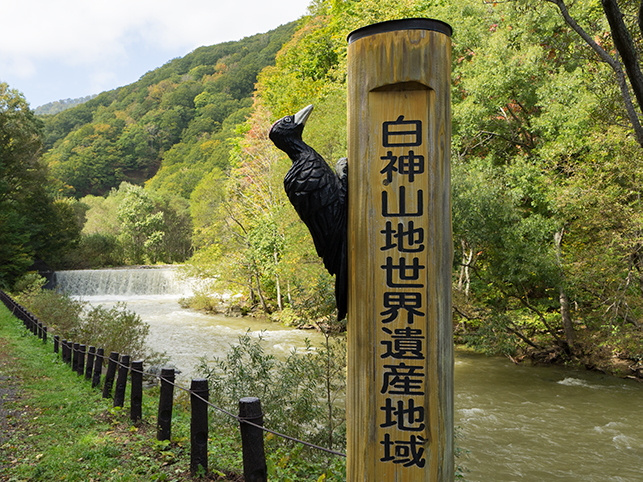 白神 山地