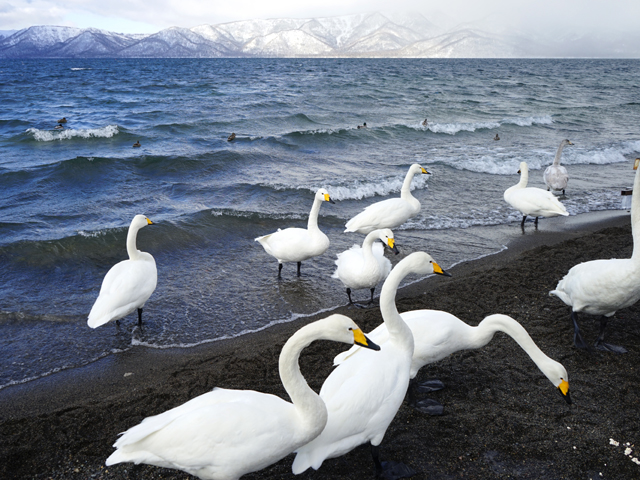 屈斜路湖の砂湯