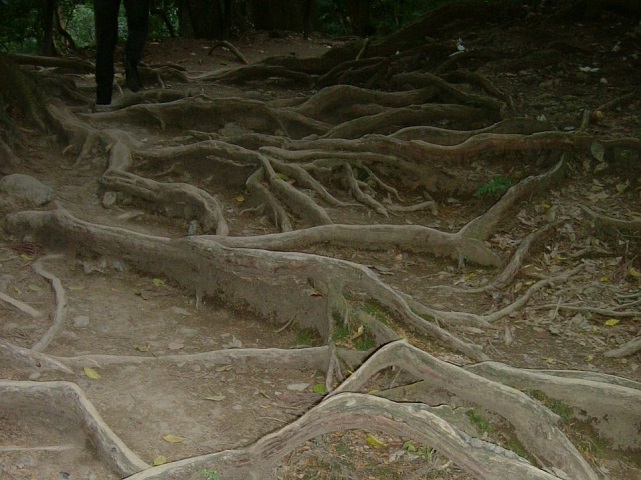 鞍馬山　奥の院参道