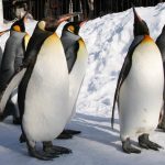 ペンギンのお散歩を間近で観察！ 雪遊びの後は温泉でほっこり、冬しかできない北海道観光満喫プラン 2泊3日モデルコース