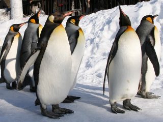 ペンギンのお散歩を間近で観察！ 雪遊びの後は温泉でほっこり、冬しかできない北海道観光満喫プラン 2泊3日モデルコース