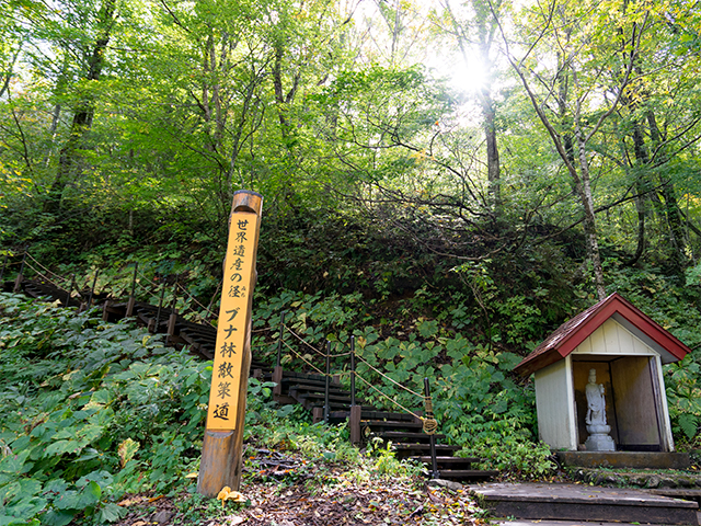 世界遺産の径(みち)ブナ林散策道