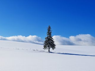 青い池だけじゃない！ 冬の北海道 美瑛観光を1泊2日でとことん楽しむドライブコース