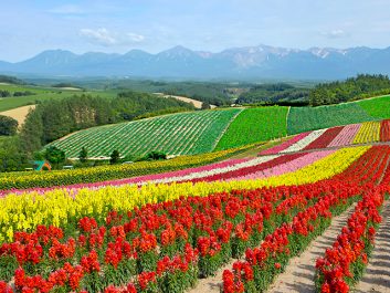 展望花畑 四季彩の丘