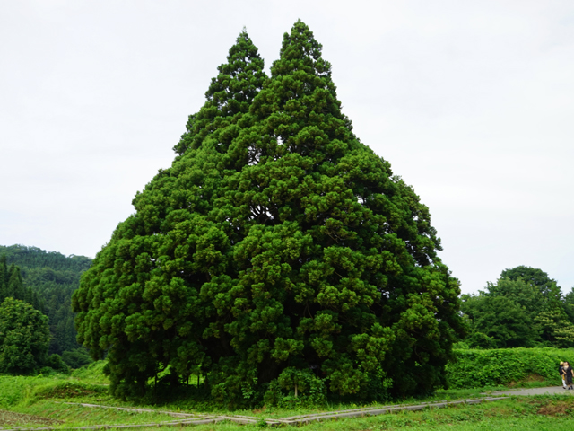 小杉の大杉