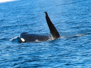 北海道の大自然 世界遺産の知床を満喫 釧路 阿寒 知床 網走を周遊する道東おすすめ2泊3日 観光モデルコース 北海道 網走 北見 知床 釧路 阿寒 おすすめ旅行プラン モデルコースならオリオンツアー