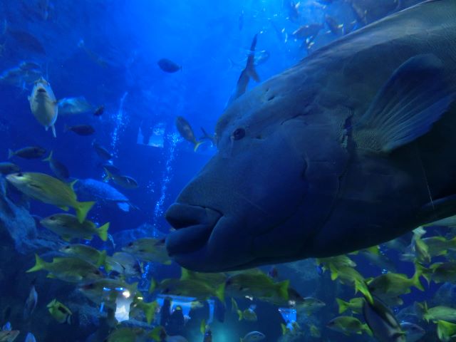 鳥羽水族館