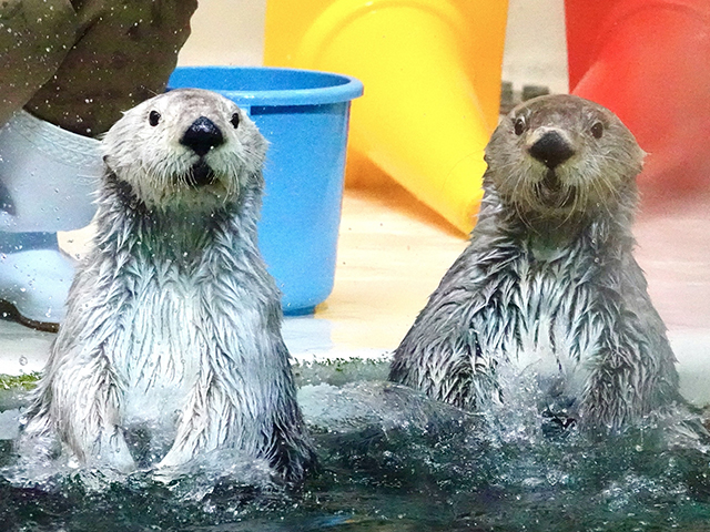 鳥羽水族館
