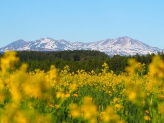 北海道最高峰・旭岳の大自然と旭川グルメを巡る！2泊3日の道北観光モデルコース