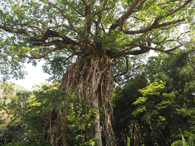 奥神社のアコウの大木