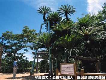 坂井神社の大ソテツ