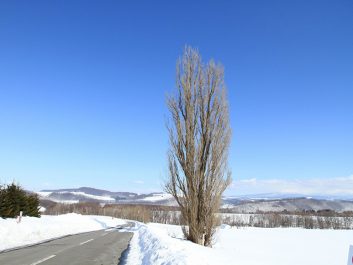 ケンとメリーの木