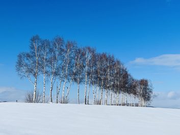 パッチワークの路