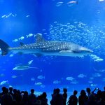 子連れ家族旅行に最適！人気観光スポット満載の3泊4日モデルコース！レンタカーでラクラク移動♪
