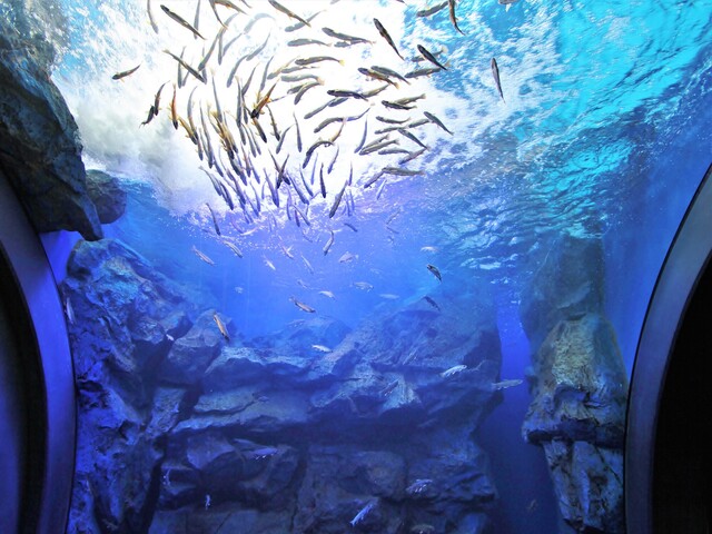 北の大地の水族館(山の水族館)