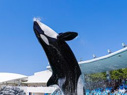 《年間を通してオリオンツアー人気コース！》貝などの魚介類を浜焼きにて食べ放題！鴨川シーワールド！たっぷり2時間30分～3時間滞在！可愛い海の動物達に会いに行こう！